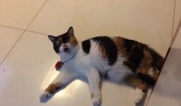 三花与猫猫爆料视频下载,精彩瞬间大盘点