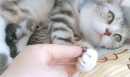 娱乐吃瓜酱猫妈妈视频,萌宠视频带你笑翻天